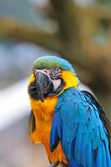 ルリコンゴウインコ