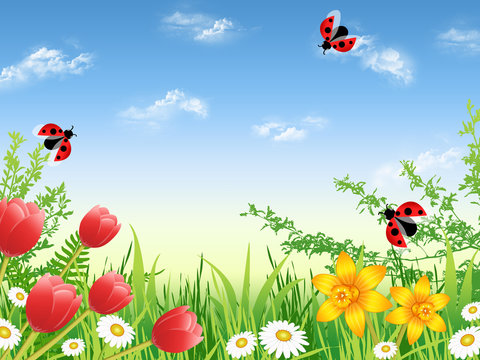 Spring garden with daisies, narcissuses and tulips