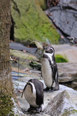 Fototapeta premium ペンギンのポートレート