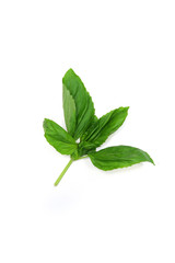 Obraz premium feuille de menthe