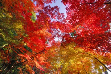 紅葉
