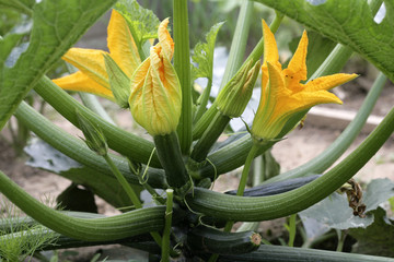 Zucchiniblüte