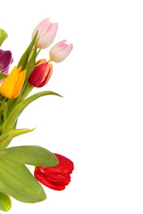Easter tulips border