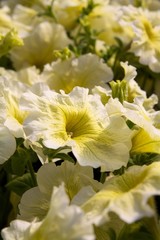 Yellow petunia