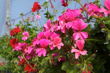 Pelargoniums rings