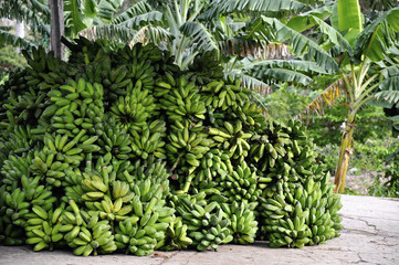 Gr&uuml;ne Bananen auf Cuba