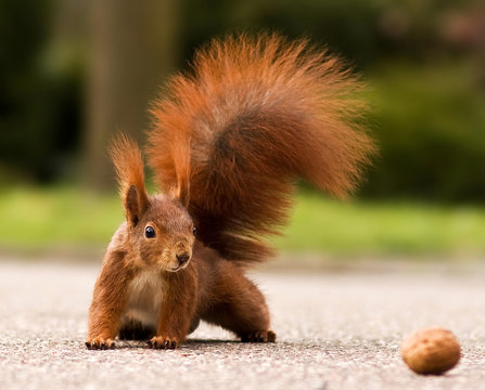 Eurasian red squirrel - Eichhörnchen und Walnuss