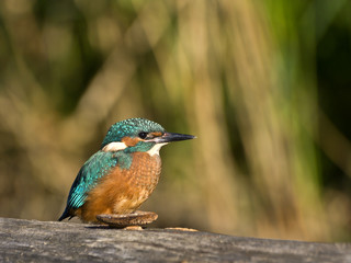 Young kingfisher sitting on wood with blurred background in sunlight