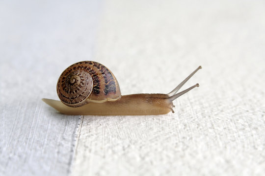 Petit escargot, porte sur son dos...