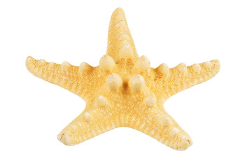 Starfish isolated