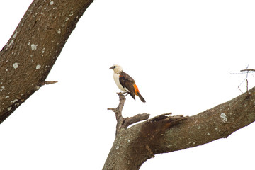 Uccello Tanzania