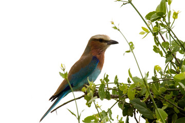 Ghiandaia dal petto lilla Tanzania Africa
