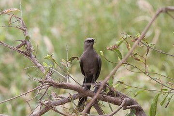 Uccello Tanzania Africa
