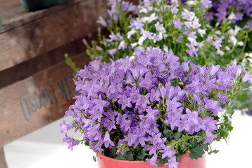 Glockenblume Campanula im Topf