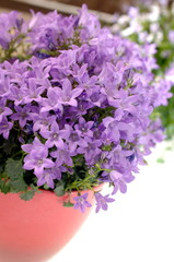 Glockenblume Campanula im Topf