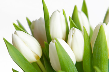 blumenstrauß-weiße tulpen