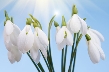 Fototapeta premium Snowdrops
