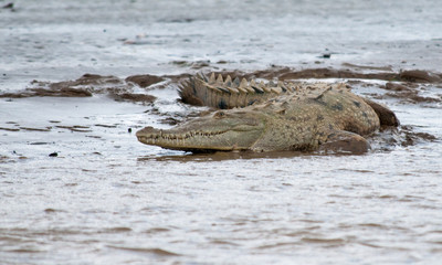 The Crocodile