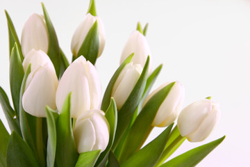 blumenhintergrund-weiße tulpen