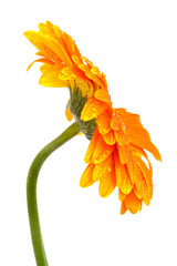 orange gerber