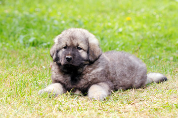 Sarplaninec, Macedonian shepherd dog