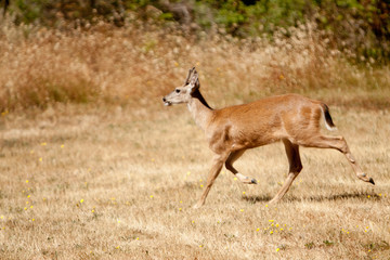 Fawn running