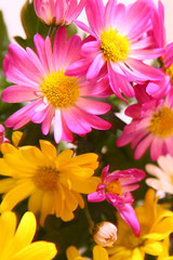 chrysanthemen,blumen