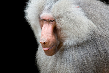 baboon closeup isolated on black