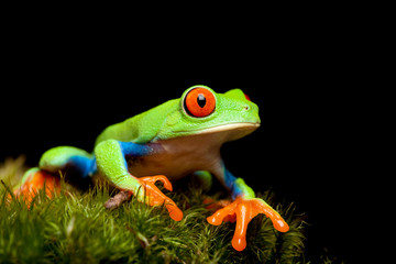 Fototapeta premium frog closeup on black