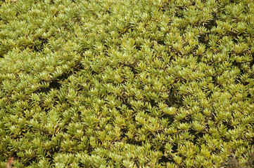 Moosteppich im Himalaja