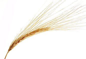 Fototapeta premium ears of wheat