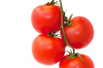 Branch of Tomatoes