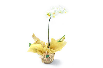 white yellow orchids in rustic vase floral arrangement