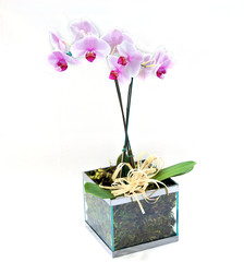 glass vase of pink orchids