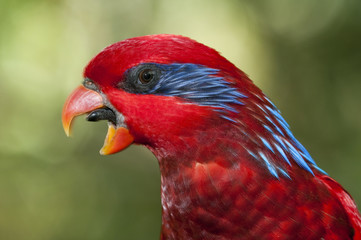 Blue-streaked Lory, eos reticulata