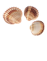 3 Muscheln
