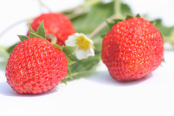 Berries of a strawberry