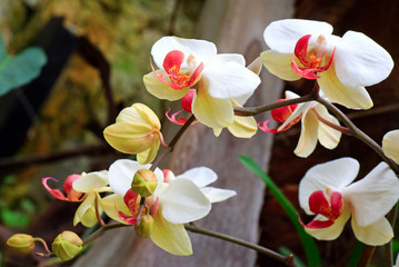 orchid flower