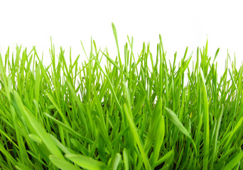 Obraz premium lawn