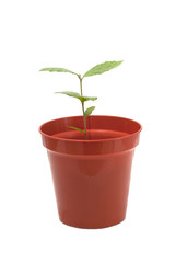 seedling in flowerpot