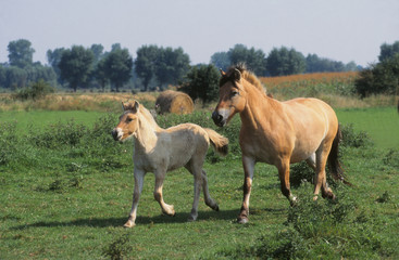 Poneys Fjord, jument et son poulain se baladant