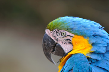 ルリコンゴウインコ