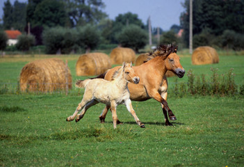 Galop d'une jument et son poulain poney Fjord