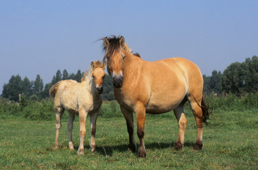 Fototapeta premium Poneys Fjord, une jument et son poulain de face