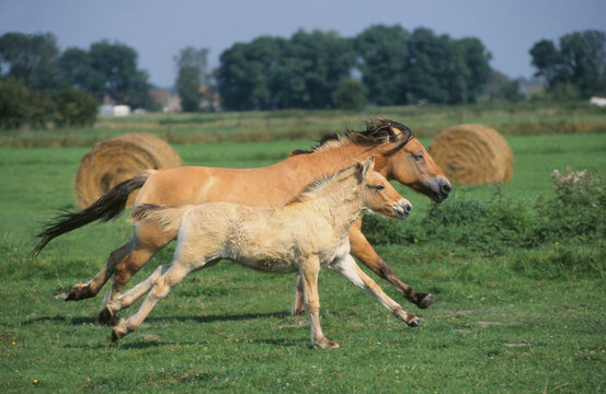 course au galop d'une jument et son poulain Poney Fjord