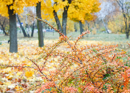 Yellow autumn park
