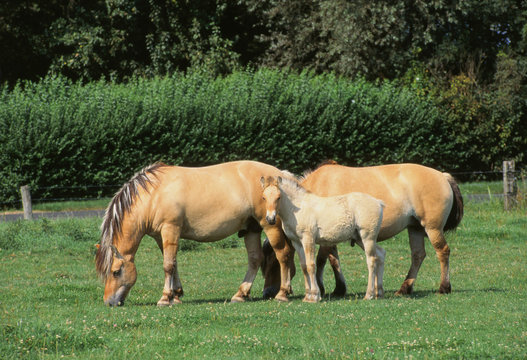Une famille de Poney Fjord broutant l'herbe