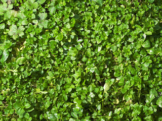 green forest floor