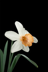 Fototapeta na wymiar Narcissus
