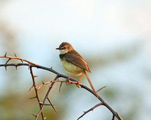 Black Chested Prinia